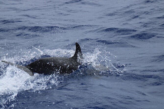 Private Dolphin and Whale Watching Tour in Madeira - Drinks, photos, and the “small touches” that you actually remember