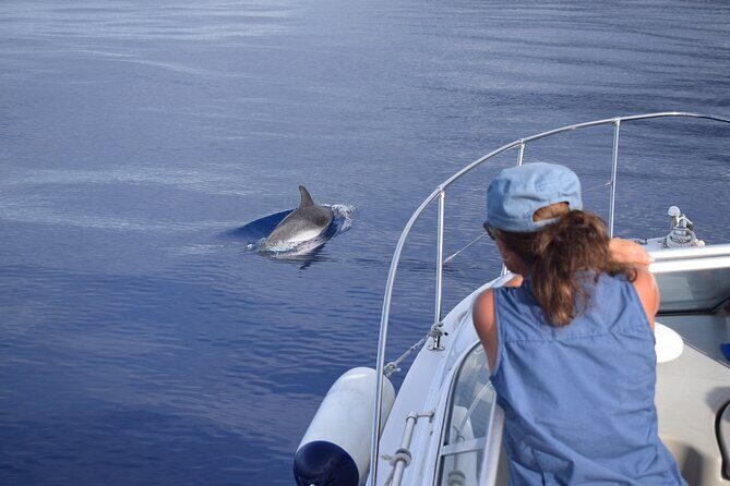 Private Dolphin and Whale Watching Tour in Madeira - Price and value: how $592.56 per group can work (or not)