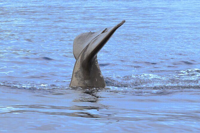 Private Dolphin and Whale Watching Tour in Madeira - Who should book this private dolphin and whale tour on Madeira