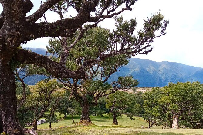 Private Madeira Island Tour: The Most Complete 8-Hour Experience - Timing, Pace, and How to Make the Day Feel Like Yours