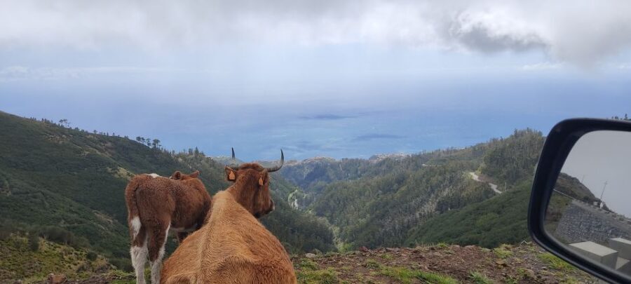 Rabaçal: 25 Fontes & Risco Levada Transfer Self-guided Hike - Timing that changes everything: early slots, crowded sections, and photo sanity