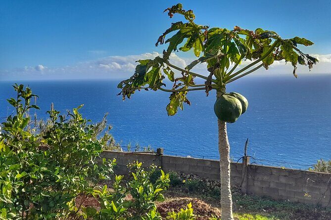 "Re-Canto" Farm-to-Table with Stunning Views at Madeira - Your 4-course menu: what espetada means on Madeira