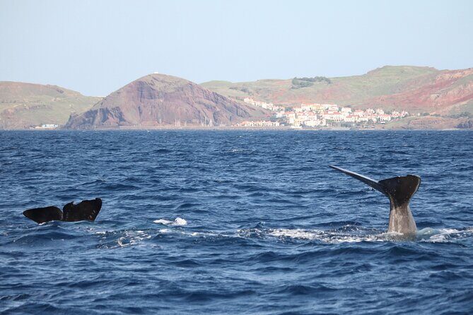 Responsible Whales and/or Dolphins Watching Tour - Key highlights worth planning around