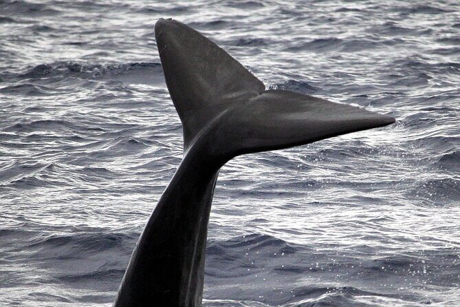 Responsible Whales and/or Dolphins Watching Tour - Blue Safari Madeira: High-speed watching with marine science in the background