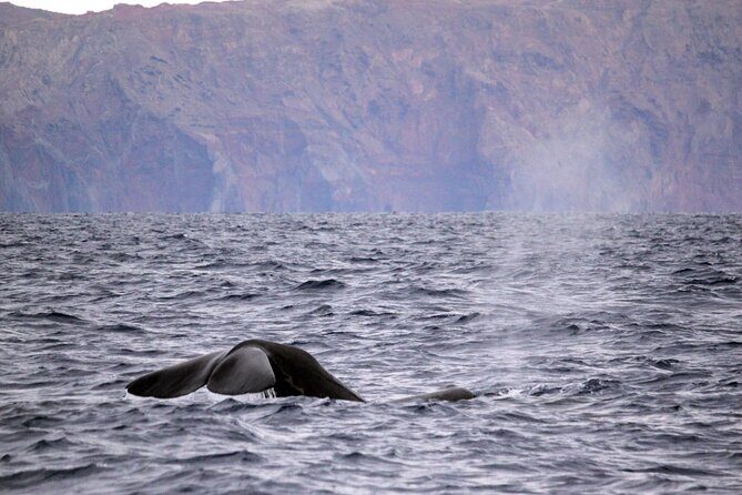 Responsible Whales and/or Dolphins Watching Tour - How the 2 hours at sea actually feels