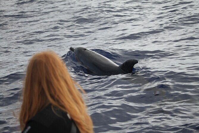 Responsible Whales and/or Dolphins Watching Tour - Madeira from a speedboat: the views are part of the deal