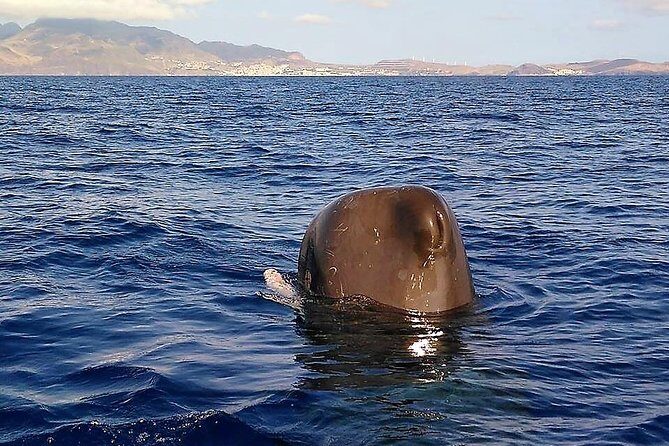 Responsible Whales and/or Dolphins Watching Tour - Guides onboard: what the names can tell you about the vibe