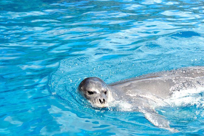 Responsible Whales and/or Dolphins Watching Tour - Price and value: is $59.28 a good deal?