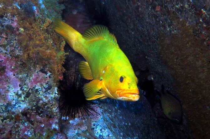 Scuba Diving Experience in Madeira - Key things I’d watch for before you go