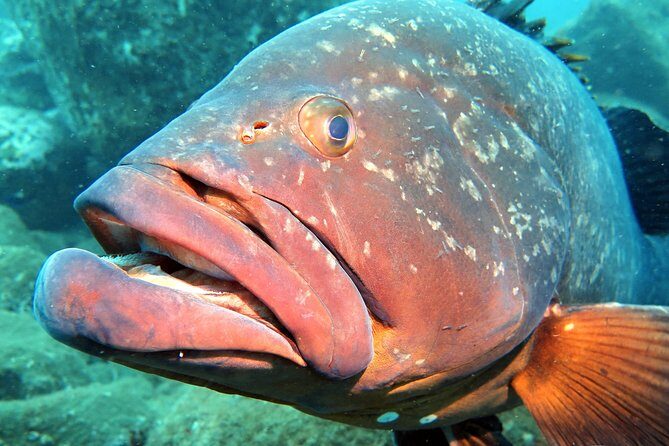 Scuba Diving Experience in Madeira - Equipment, certificate of recognition, and the camera reality