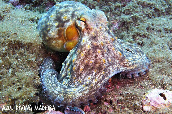 Scuba Diving Experience in Madeira - Price and value in Madeira: is $50.81 worth it?