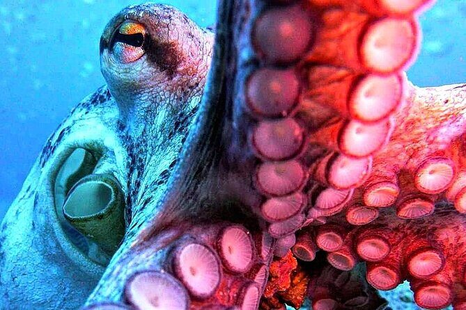 Scuba Diving Experience in Madeira - Timing, weather, and the no-fly rule