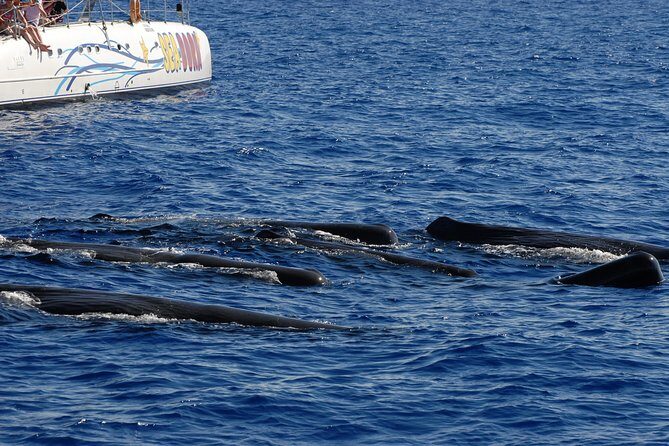 Seaborn Catamaran trips - Why this Seaborn catamaran is worth your time in Funchal