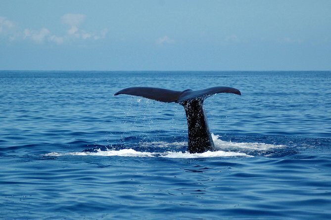 Seaborn Catamaran trips - Wildlife spotting: what you’re likely to see (and what you should not assume)