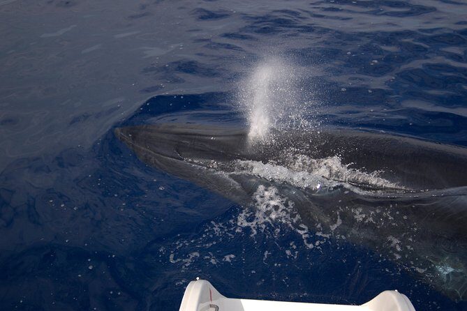 Seaborn Catamaran trips - Cabo Girão and the Madeira coastline from sea level
