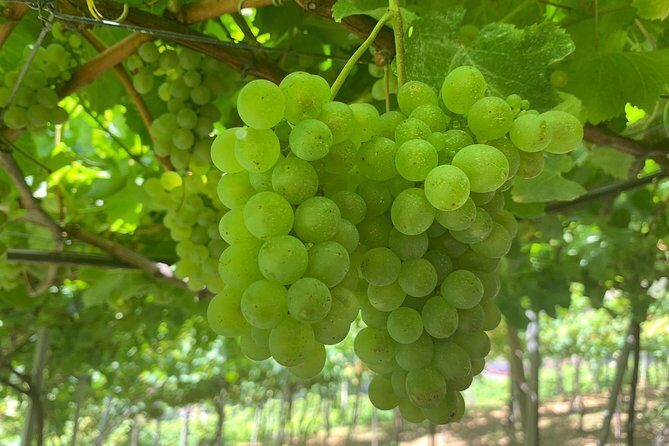 Signature Wine Tastings, Skywalk, Nature 4x4 Open Roof Expedition - Cabo Gírao Skywalk: the highest cliff views and the €3 add-on