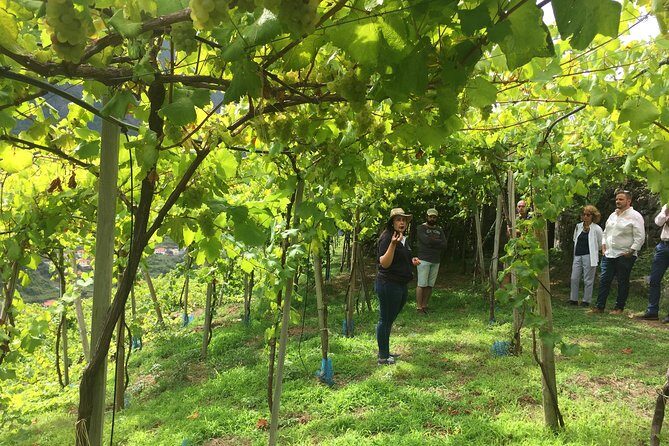 Signature Wine Tastings, Skywalk, Nature 4x4 Open Roof Expedition - Sao Vicente vineyards: how the wine stop becomes the heart of the day