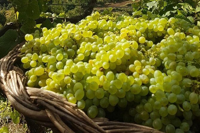 Signature Wine Tastings, Skywalk, Nature 4x4 Open Roof Expedition - Serra de Água valley pause: a quick reset for photos and breath