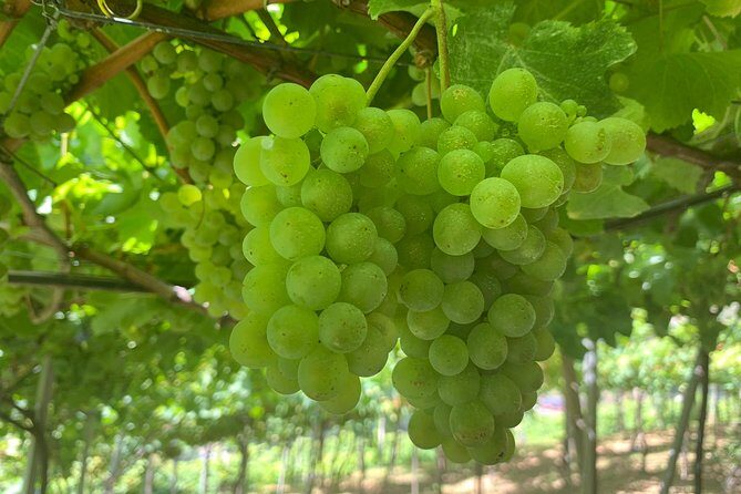 Skywalk with Wines Tasting and Vineyards Half day 4x4 Adventure - The 4x4 ride: the fun part, with real-world comfort tips