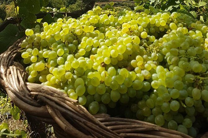 Skywalk with Wines Tasting and Vineyards Half day 4x4 Adventure - Guides: who makes the half-day feel longer