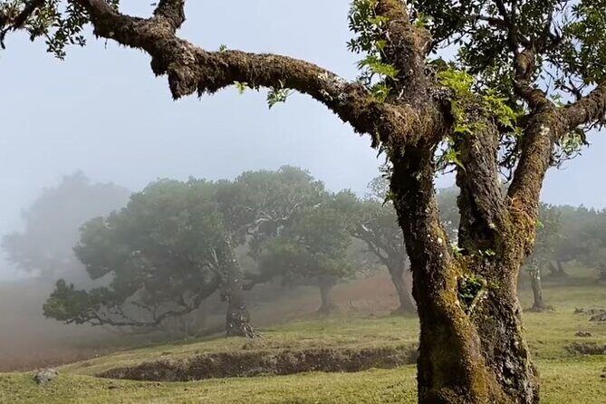 Small Group West Tour Waterfalls & Fanal Forest Tour - Fanal Forest: The Misty Walk Under 600-Year-Old Trees