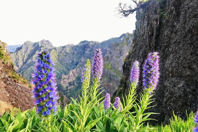 Sunrise Guided Hike PR1 Pico do Areeiro Pico Ruivo small group - Pickup Timing: The Part That Confuses Most People