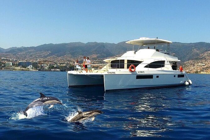 VipDolphins Luxury Whale Watching - Key Highlights You’ll Actually Care About
