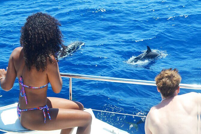 VipDolphins Luxury Whale Watching - What You’ll Do During the 3-Hour Catamaran Ride