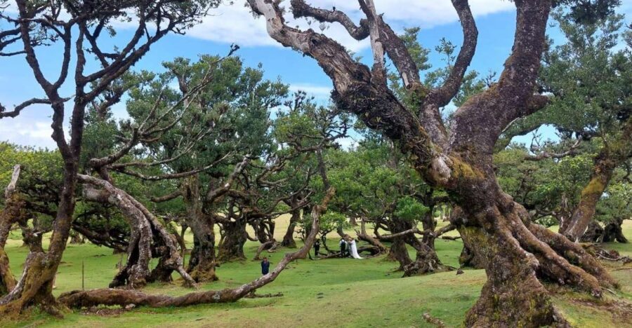 West Madeira:, Laurel Forest, Waterfall, Rock Pools, Walk - Key things I’d circle before you go