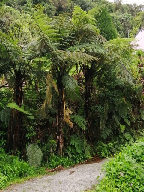 West Madeira:, Laurel Forest, Waterfall, Rock Pools, Walk - Paul da Serra and Fanal: laurel forest, mist, and that slow magical walk