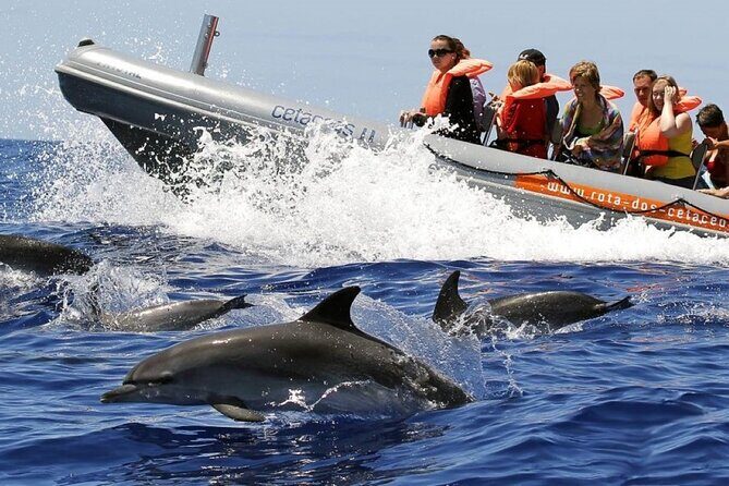 Whale and Dolphin Watching Tour from Funchal - Key highlights to know before you go