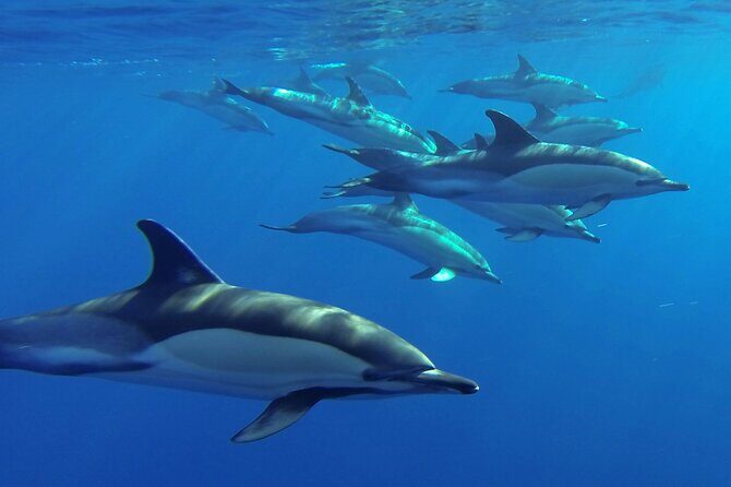 Whale and Dolphin Watching Tour from Funchal - Marine biologists in the briefing room before you board