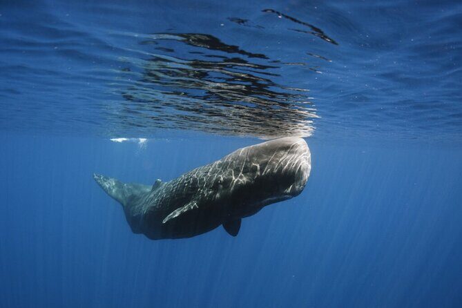 Whale and Dolphin Watching Tour from Funchal - Boat reality check: comfort, stability, and motion sickness