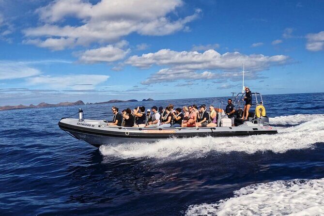 Whale and Dolphin Watching Tour from Funchal - Price and value from Funchal: what $58 gets you