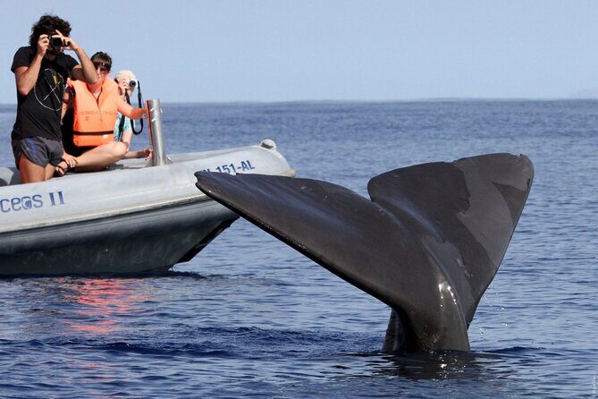 Whale and Dolphin Watching Tour from Funchal - Meeting point at Galerias São Lourenço and how to prepare