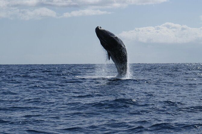 Whale and Dolphin Watching Tour from Funchal - Who this whale and dolphin watch is best for