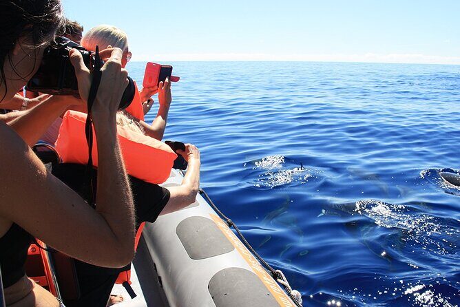 Whale and Dolphin Watching Tour from Funchal - Should you book this tour from Funchal?