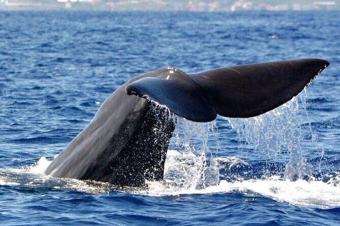 Whale and Dolphin Watching Tour from Funchal - What you can expect during free time: snorkelling in season