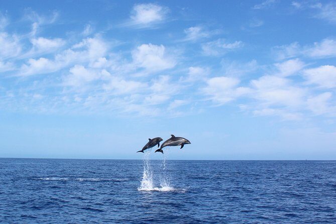 Whale and Dolphin Watching Tour in Madeira - Key things to know before you go