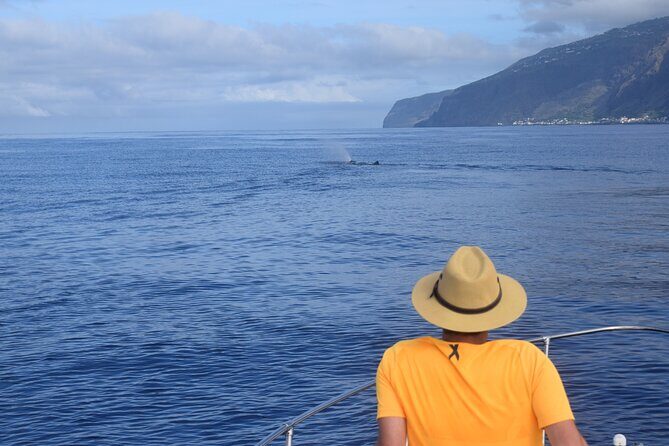 Whale and Dolphin Watching Tour in Madeira - Price and Value: What You’re Really Paying For