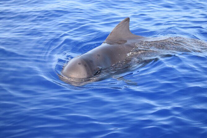 Whale and Dolphin Watching Tour in Madeira - Departure Times and the Sunset Catch: Know What’s Included