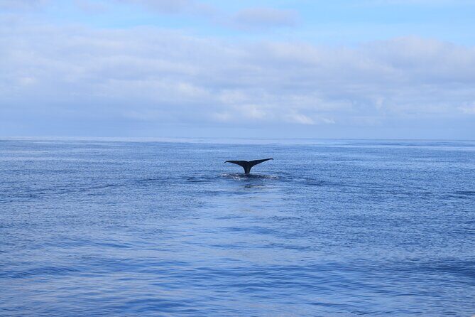 Whale and Dolphin Watching Tour in Madeira - Included Perks You’ll Appreciate Once You’re Wet and Tired