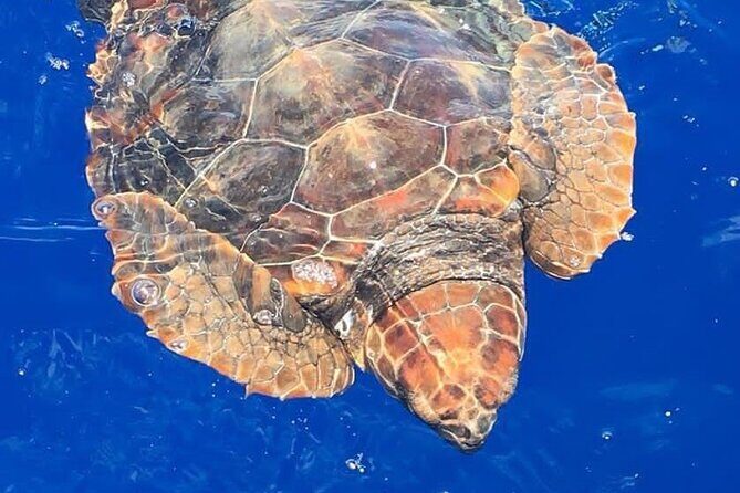 Whale & Dolphin Watching in Madeira - Key points before you go