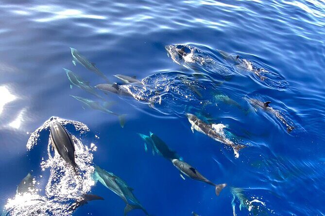 Whale & Dolphin Watching in Madeira - Whale and Dolphin Watching off Madeira: the simple idea that works