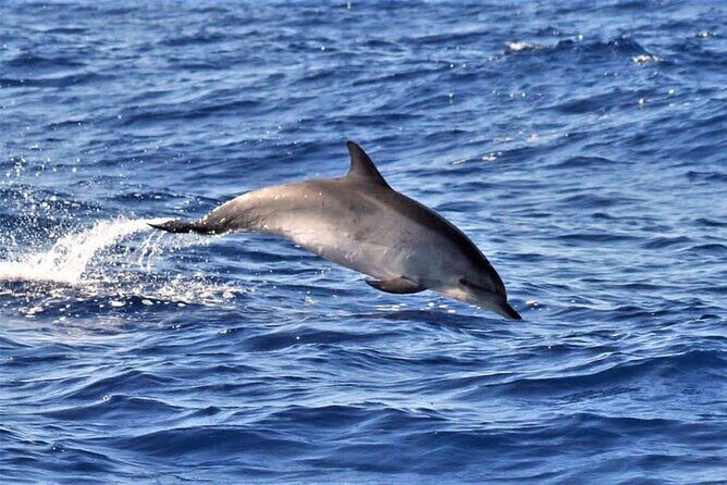 Whale & Dolphin Watching in Madeira - Stop 1: Ponta de São Lourenço from the water