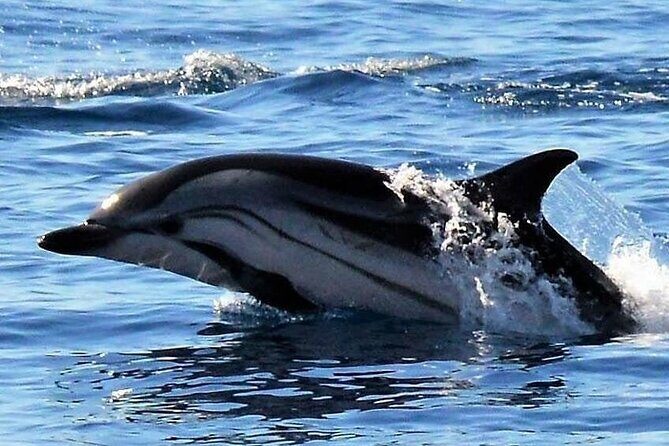 Whale & Dolphin Watching in Madeira - Stop 2: Prainha do Caniçal and time in the clear water near Cais do Sardinha