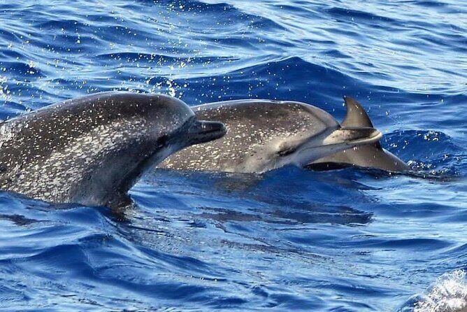 Whale & Dolphin Watching in Madeira - What you’ll get (and what you pay extra for) at $59.89