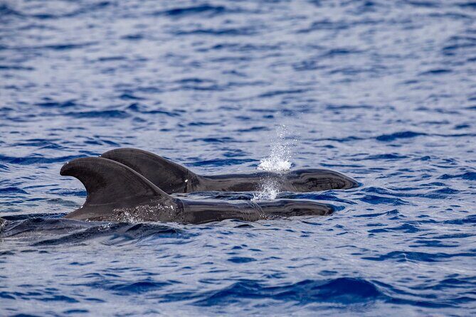 Whale & Dolphin Watching in Madeira - When to book: weather, speed, and your best chance of good sightings
