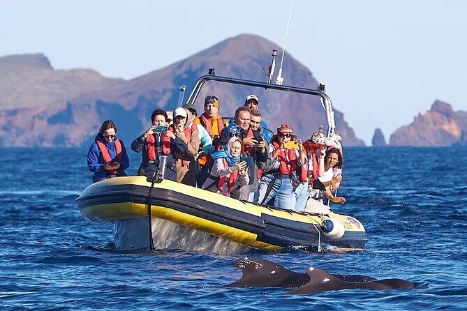 Whale & Dolphin Watching in Madeira - The boat ride: timing, pacing, and what to expect for 2 hours